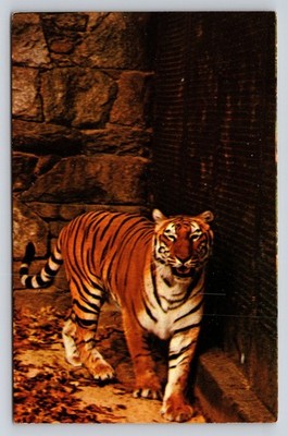 National Zoo Washington DC Bengal Tiger Postcard Chrome Pat Vosburgh