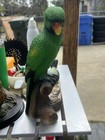 This is a vintage ceramic sand art parrot figurine perched on a branch — photo 4
