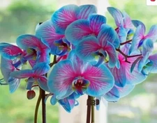 50Pcs Blue & Pink Orchids Flowers bonsais seeds.