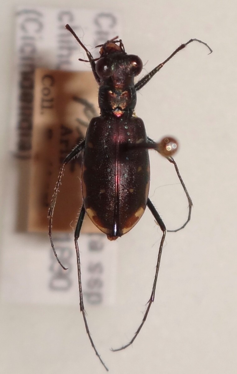 DeliciousTaylormade BeeAroundLil’BEEtle Cicindela punctulata ssp chihuahuae Arizona #74 Mantichora