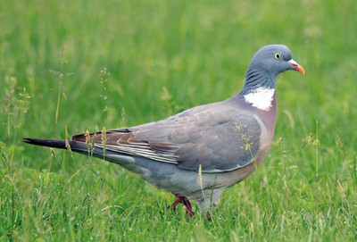 ZOO  WILDLIFE Postkarte  PIGEON  * Taube *  Ringeltaube  Vogel   Postcard  NL# 2
