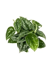 Pothos Silver Splash Easy Air Purifying House Plants, 4" pot