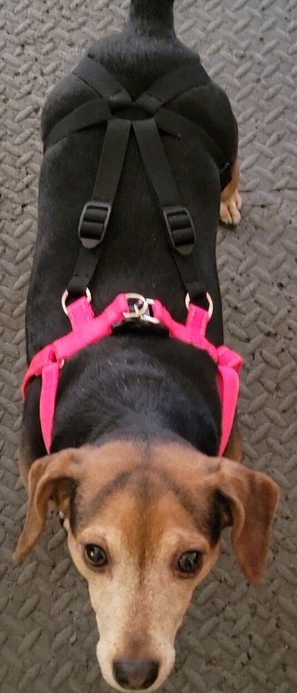 HARNESS  FOR YOUR DOG NO PULL HARNESS.    ADJUSTABLE STRAPS 4 Legged HARNESS