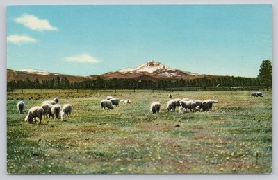 Central Oregon Cascade Mountains Sheep Field Vintage Curteich Photochrom