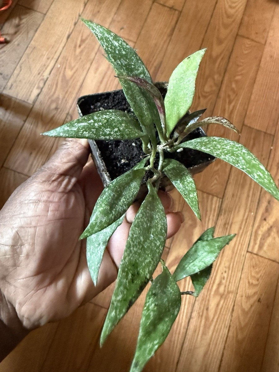 hoya Parviflora Splash Plant | eBay