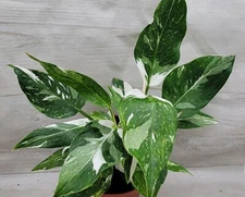 Philodendron White Princess – Rare Variegated Foliage , Elegant Indoor in 3" pot