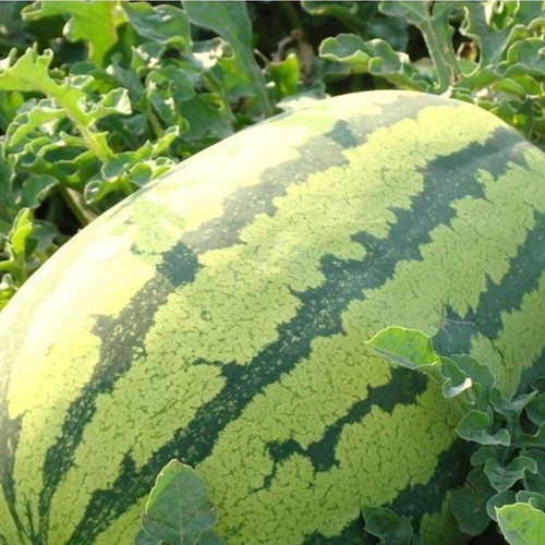 Wassermelonenkerne Wassermelonenfrucht Bio-Saisonsämlinge Ca. 40 Stück ① - Picture 14 of 20