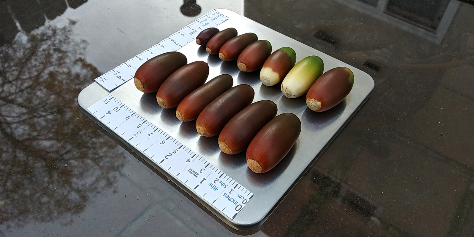 Acorns, Cork Oak, 100ct Fresh, Standard Pick - Fall 2025 - Good for Growing