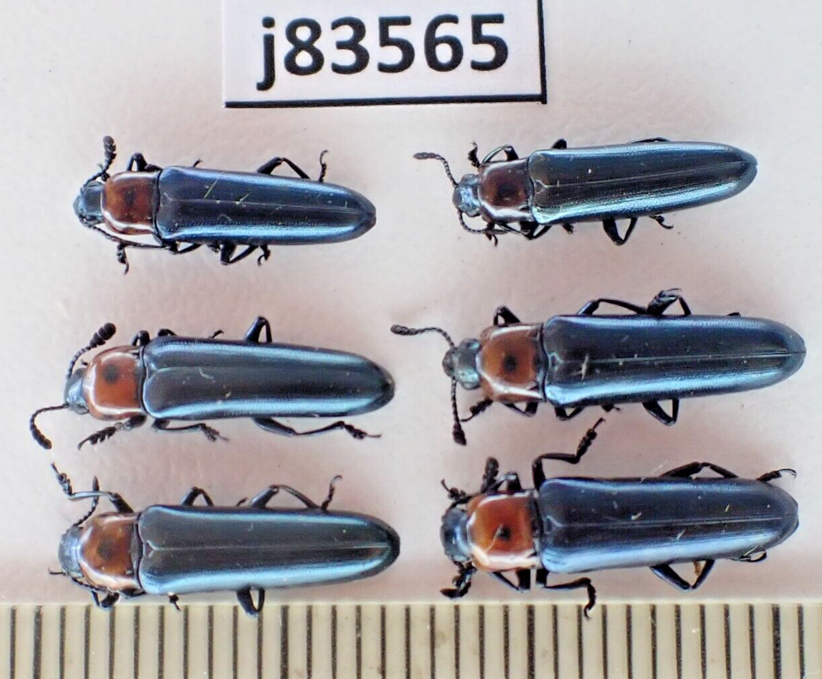 j83565. Insects, Languriidae sp. Vietnam North | eBay