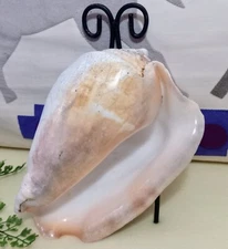 STUNNING Eastern Pacific GIANT CONCH Shell ~ TITANOSTROMBUS GALEATUS ~ 190 mm