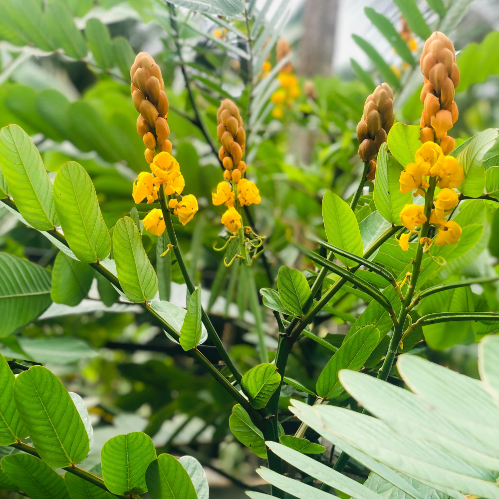 Cassia Alata Leaves organic sun dried skin care Natural Herbal Ayurvedic Herb