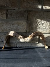 Taxidermy Real Ram Horns Wall Mounted Decor