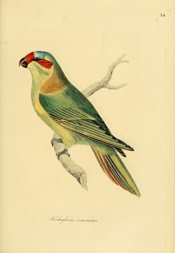 Illustrations of Ornithology Vintage Books Collection 5 PDF Books on 1 DVD - Bild 2 von 16
