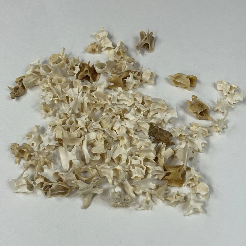 Lote de 100 ossos sortidos de vértebras de vison arte limpa real artesanato gótico #4080 - Imagem 3 de 4