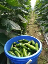 25 Seeds Cucumber Baby Dưa Leo Dua Leo Baby Finger F1 Sai Trái Ngắn Ngày Short