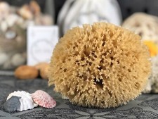 Organic Baby Bath Sea Sponge - Honeycomb
