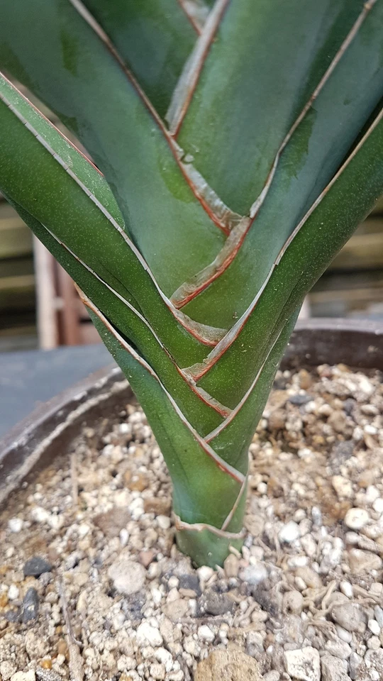 Sansevieria deserti - Bild 2 von 4