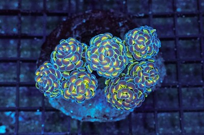 Holographic Hammer Colony +7 Heads WYSIWYG - SAQ Coral Farm