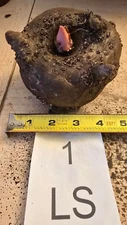 1 LB 4 OZ AMORPHOPHALLUS KONJAC "LEO SONG" 4.0 INCH BULB TUBER CORM VOODOO LILY