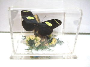 Vintage Taxidermy Butterfly Acrylic Shadow Box Display ~Wallace's Longwing~