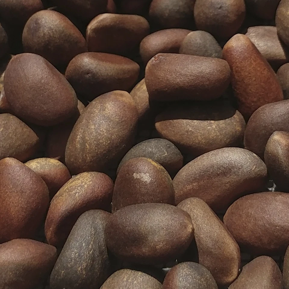 Piñón Nuevo México 2024 | 8oz ~ Piñón tostado y salado Foto 2 de 4