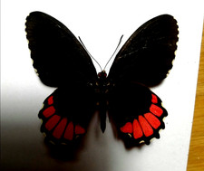 papilio parides trichopus ssp ? undescribed, female unmounted
