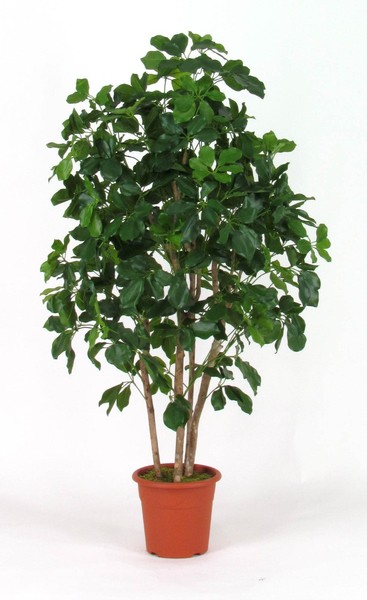 Artplants Deko Schefflera Nanette, EchtstäMme, GrüN, 200Cm-image