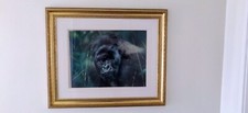 Joel Kirk Original Framed and Signed Pastel Painting of a Silver Back Gorilla