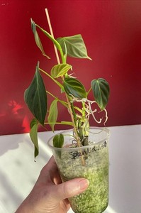 Verrucosum | eBay