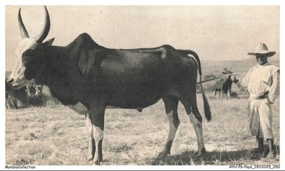 AYUP6-0422-MADAGASCAR - Zebu - Im Dorf Bougainville - Schäferhund
