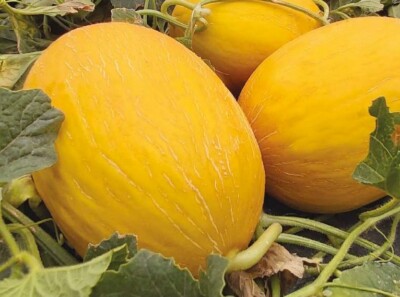 Semences de Melon Ananas CASTRO F1 – Serres Lavoie Semences de Melon Ananas CASTRO F1 – Serres Lavoie