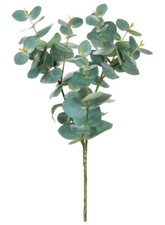 Eucalyptus Spray