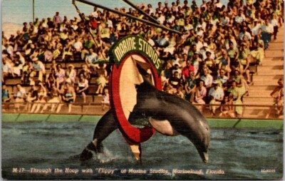 Marineland Florida Marine Studios Flippy Porpoise Show Linen Vintage Postcard
