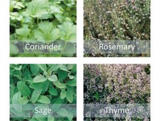 Herb Seeds Collection - Coriander Rosemary Thyme Sage - Indoor