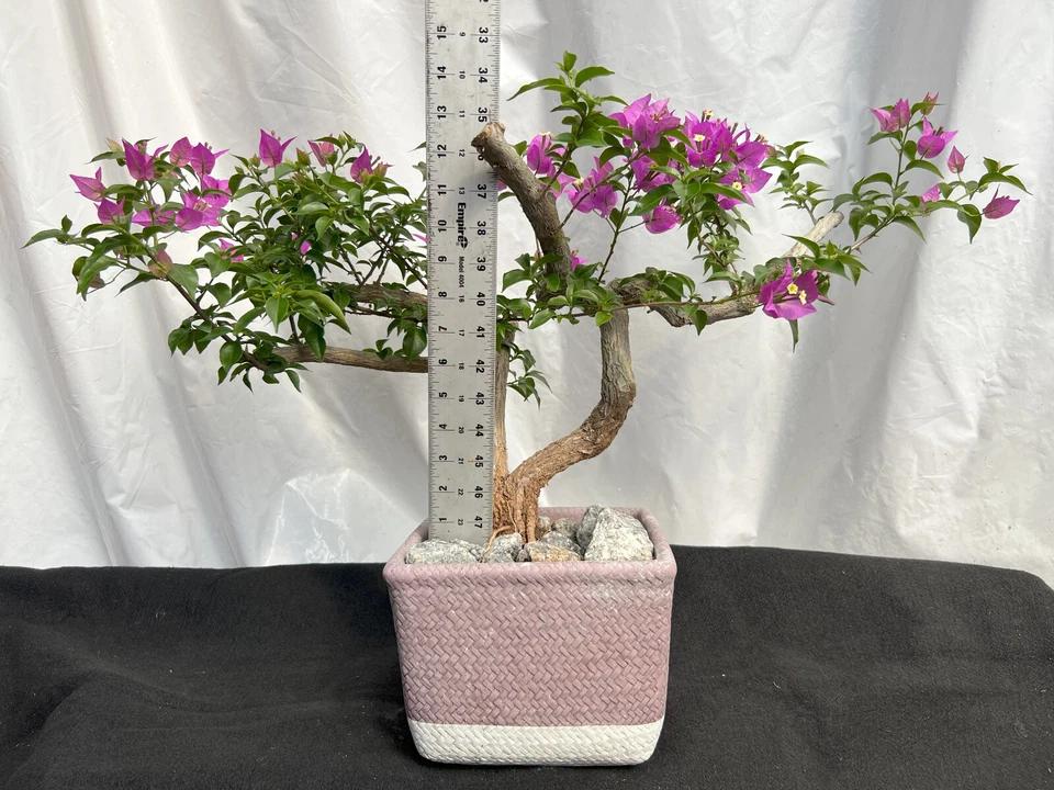 Beautiful Blooming Purple Old Live Bougainvillea Bonsai Tree Live Plant - Image 3 of 4