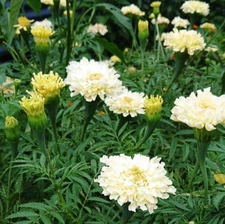 African Marigold Kilimanjaro WHITE Tall Creamy Flowers USA Non-GMO 50 Seeds!
