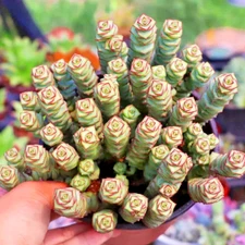Live Rare Crassula cv. 'Jade Necklace' Rare Succulent Plant 25 Seeds Pack US
