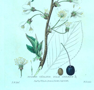 Original 1834 antiker botanischer Druck MORELLO CHERRY Baxter Gravur