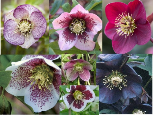 40 Mixed Hellebore Orientalis Hybrid Seeds Stunning Winter Flowers 2023 Harvest - Picture 1 of 1