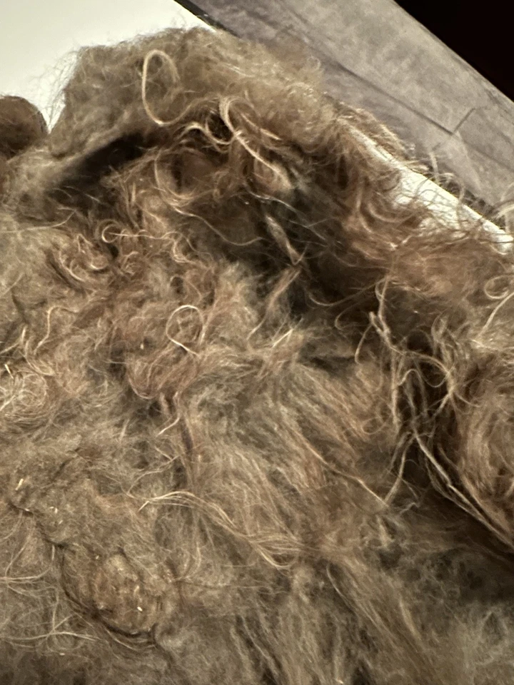 1lb 8.3oz Very Veggie Unwashed Fiber Llama? Alpaca? Natural Spinning Fiber (B28) - Image 4 of 4