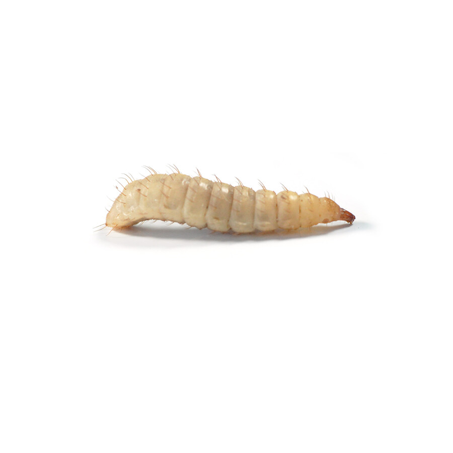 Live, Mealworms, Crickets, Locusts, Morios, Dubia, Waxworms, Letterbox Livefood eBay