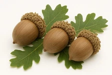 Burr Oak Acorns - Fresh Premium Seeds | Float Tested Native Tree Seeds 25 Count