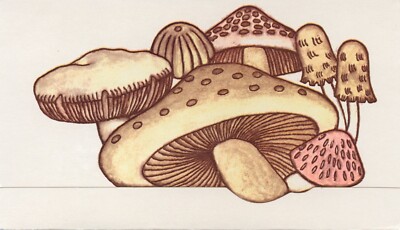 Unused Vintage ANYTIME MULTIPURPOSE BLANK Postalette, Mushroom Study Drawing Art