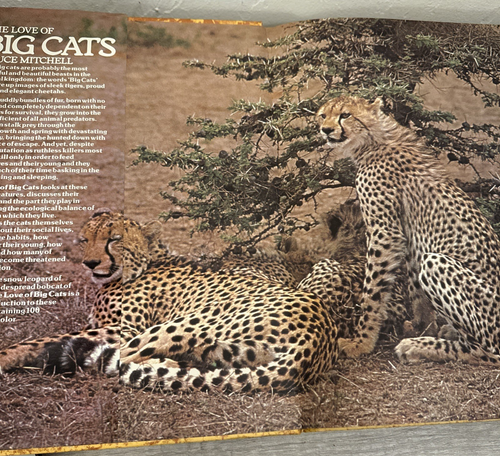 The love of Big Cats - Picture 6 of 14