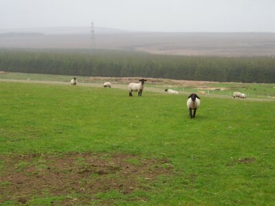 Photo 6x4 Sheep by Dere Street. Gilston/NT4456 Flock of Suffolk sheep on c2006