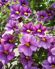 ♫ SURFINIA Pétunia Nain 'Confetti Violet' ♫ Graines ♫ Plte Suspendre, Rocaille ♫