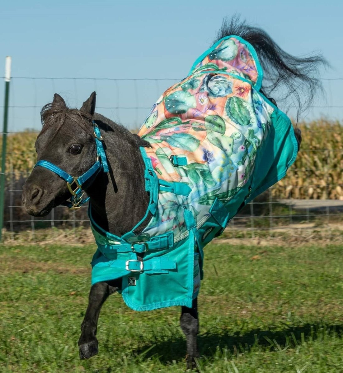 HILASON Couverture d'hiver imperméable légère pour cheval 1200D, orange, 167,6 cm | Couverture pour cheval | Couverture d'hiver imperméable pour cheval | Couverture de pluie pour cheval