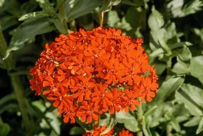 SEEDVILLE USA 300 MALTESE CROSS Jerusalem Cross Lychnis Campion Chalcedonica Flower Seeds