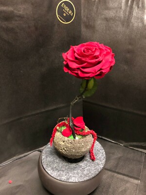 50% Off Miracle By Endura Roses 100% Natural Preserved Last Upto 3 years 