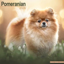 Pomeranian Calendar 2026 | 12x24" 16 Months | Dog Breed Gift Wall | Avonside